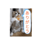 猛獣くるみちゃんの日常！（個別スタンプ：6）