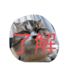 猛獣くるみちゃんの日常！（個別スタンプ：9）