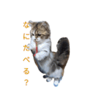 猛獣くるみちゃんの日常！（個別スタンプ：10）
