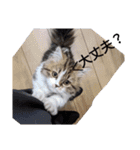 猛獣くるみちゃんの日常！（個別スタンプ：11）