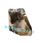 猛獣くるみちゃんの日常！（個別スタンプ：13）