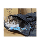 猛獣くるみちゃんの日常！（個別スタンプ：17）