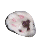 猛獣くるみちゃんの日常！（個別スタンプ：19）