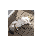 猛獣くるみちゃんの日常！（個別スタンプ：20）