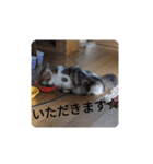 猛獣くるみちゃんの日常！（個別スタンプ：22）