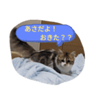 猛獣くるみちゃんの日常！（個別スタンプ：23）