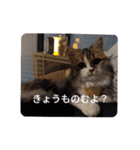 猛獣くるみちゃんの日常！（個別スタンプ：24）