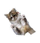 猛獣くるみちゃんの日常！（個別スタンプ：27）