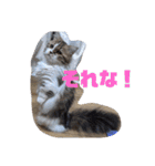 猛獣くるみちゃんの日常！（個別スタンプ：29）