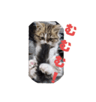 猛獣くるみちゃんの日常！（個別スタンプ：34）