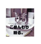 猛獣くるみちゃんの日常！（個別スタンプ：35）