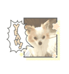 犬のかわいい自然な日常スタンプ（個別スタンプ：1）