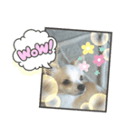 犬のかわいい自然な日常スタンプ（個別スタンプ：2）