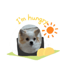 犬のかわいい自然な日常スタンプ（個別スタンプ：3）