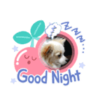 犬のかわいい自然な日常スタンプ（個別スタンプ：4）