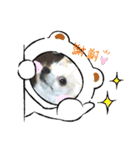 犬のかわいい自然な日常スタンプ（個別スタンプ：5）