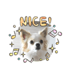 犬のかわいい自然な日常スタンプ（個別スタンプ：7）