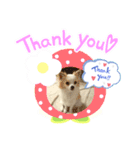 犬のかわいい自然な日常スタンプ（個別スタンプ：8）