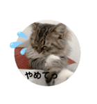 あっしゅとあーる（個別スタンプ：7）