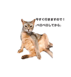 すすめ！猫カン吉（個別スタンプ：1）