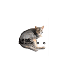 すすめ！猫カン吉（個別スタンプ：4）