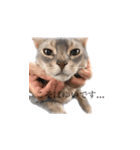 すすめ！猫カン吉（個別スタンプ：5）