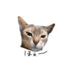 すすめ！猫カン吉（個別スタンプ：6）