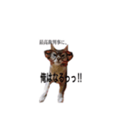 すすめ！猫カン吉（個別スタンプ：7）