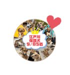 江戸川多頭崩壊保護ワン85っ子の楽しい毎日（個別スタンプ：24）