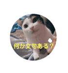 TAMA 1（個別スタンプ：1）