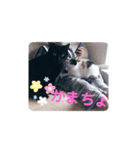 TAMA 1（個別スタンプ：2）