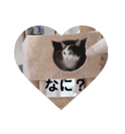 TAMA 1（個別スタンプ：3）