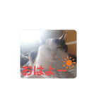 TAMA 1（個別スタンプ：4）
