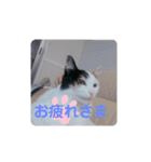 TAMA 1（個別スタンプ：6）