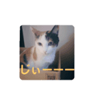 TAMA 1（個別スタンプ：9）