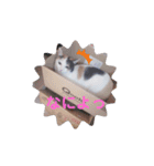 TAMA 1（個別スタンプ：10）