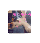 TAMA 1（個別スタンプ：11）