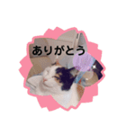 TAMA 1（個別スタンプ：13）