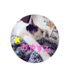 TAMA 1（個別スタンプ：14）