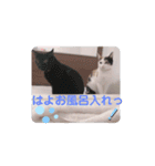 TAMA 1（個別スタンプ：16）