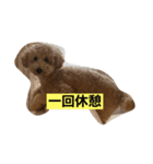 どーもトイプードルです。（個別スタンプ：2）