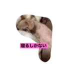 どーもトイプードルです。（個別スタンプ：3）