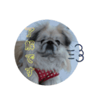愛犬はぺキニーズ（個別スタンプ：1）