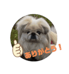 愛犬はぺキニーズ（個別スタンプ：2）