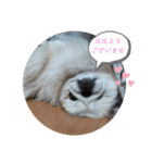 愛犬はぺキニーズ（個別スタンプ：6）