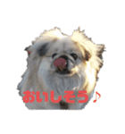 愛犬はぺキニーズ（個別スタンプ：8）