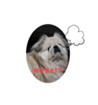 愛犬はぺキニーズ（個別スタンプ：9）