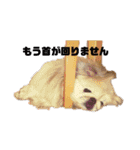 愛犬はぺキニーズ（個別スタンプ：10）