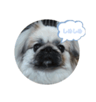 愛犬はぺキニーズ（個別スタンプ：12）