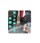 愛犬はぺキニーズ（個別スタンプ：13）